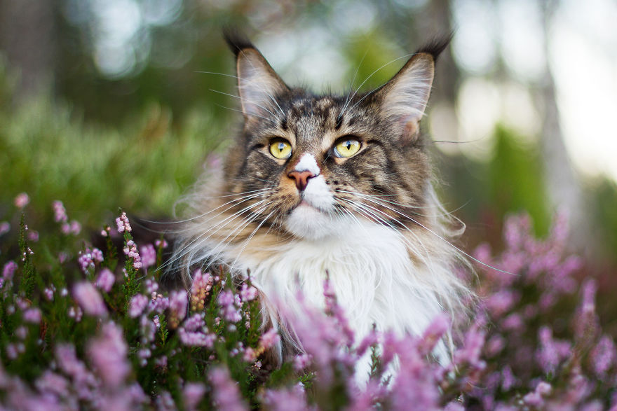 I Capture Beauty And Soul Of My Cats