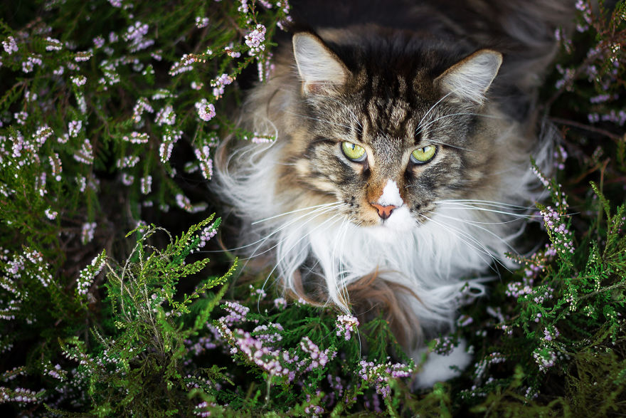 I Capture Beauty And Soul Of My Cats