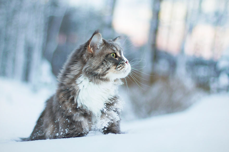 I Capture Beauty And Soul Of My Cats