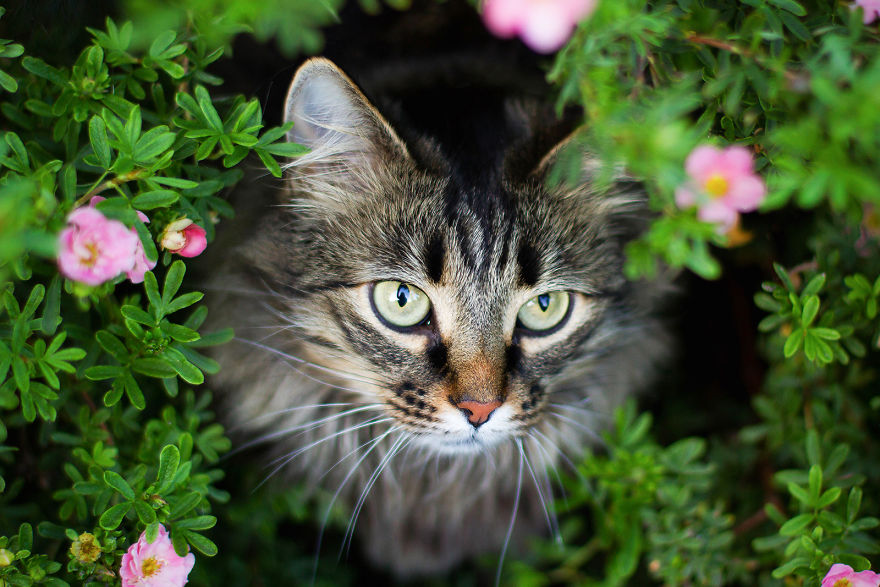 I Capture Beauty And Soul Of My Cats