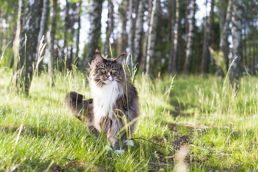 I Capture Beauty And Soul Of My Cats