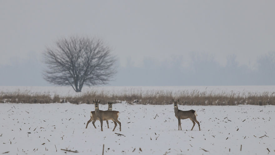 Deer-Credible Story From Snow Field