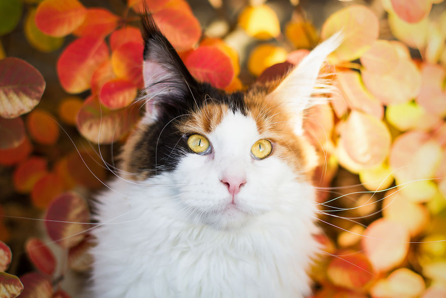I Capture Beauty And Soul Of My Cats