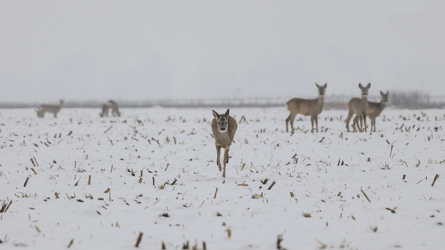 Deer-Credible Story From Snow Field