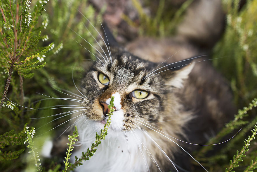 I Capture Beauty And Soul Of My Cats