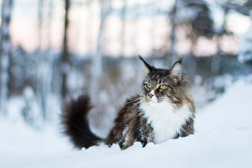 I Capture Beauty And Soul Of My Cats