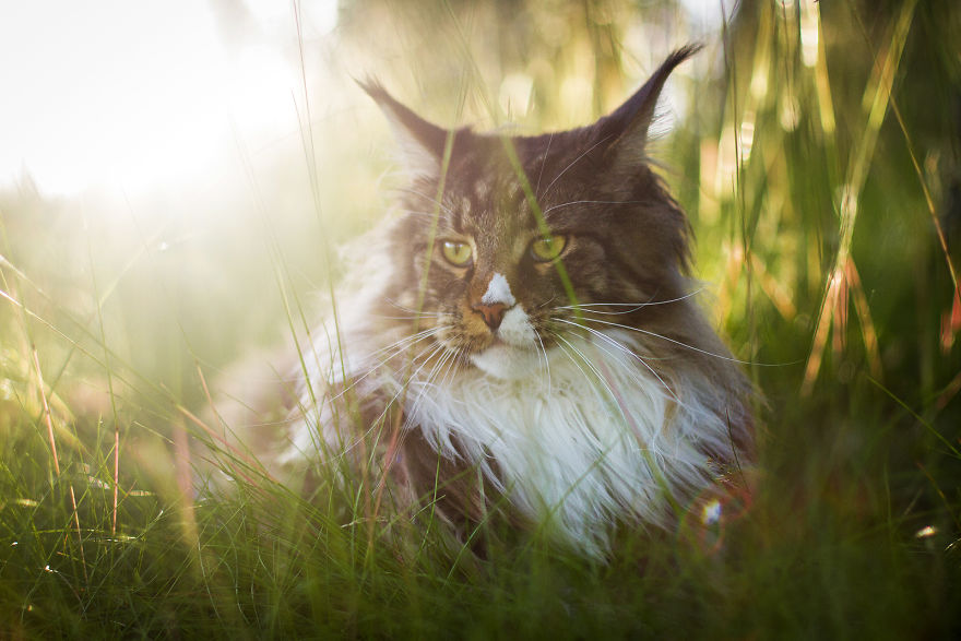 I Capture Beauty And Soul Of My Cats