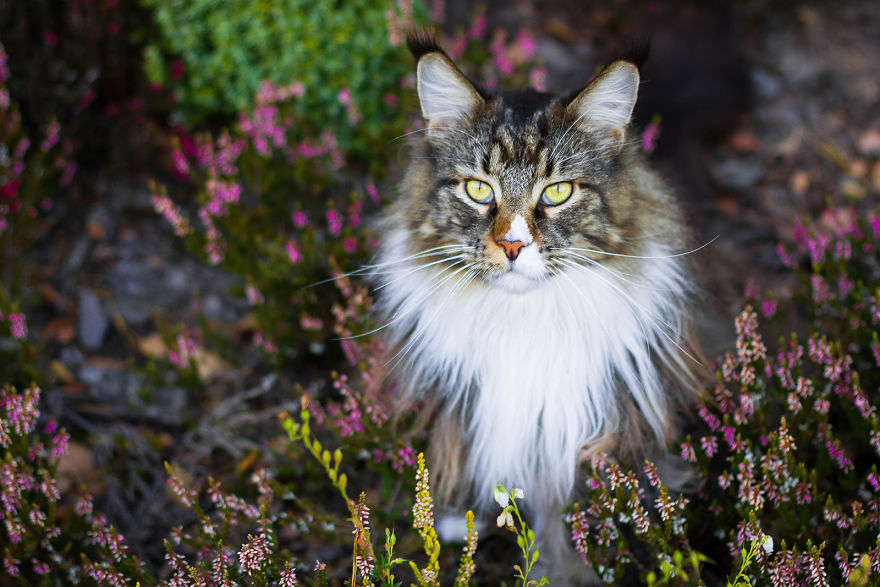 I Capture Beauty And Soul Of My Cats