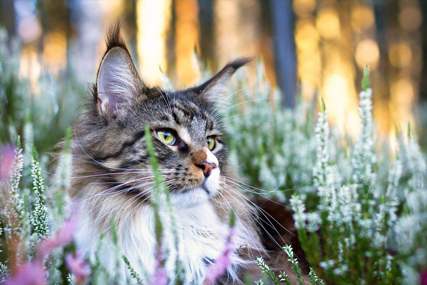 I Capture Beauty And Soul Of My Cats