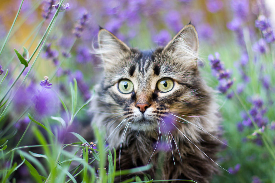 I Capture Beauty And Soul Of My Cats