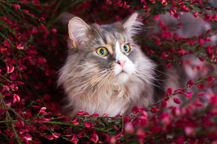 I Capture Beauty And Soul Of My Cats