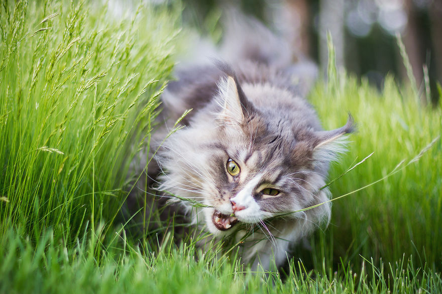 I Capture Beauty And Soul Of My Cats