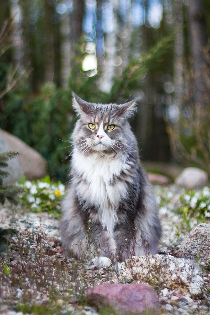 I Capture Beauty And Soul Of My Cats