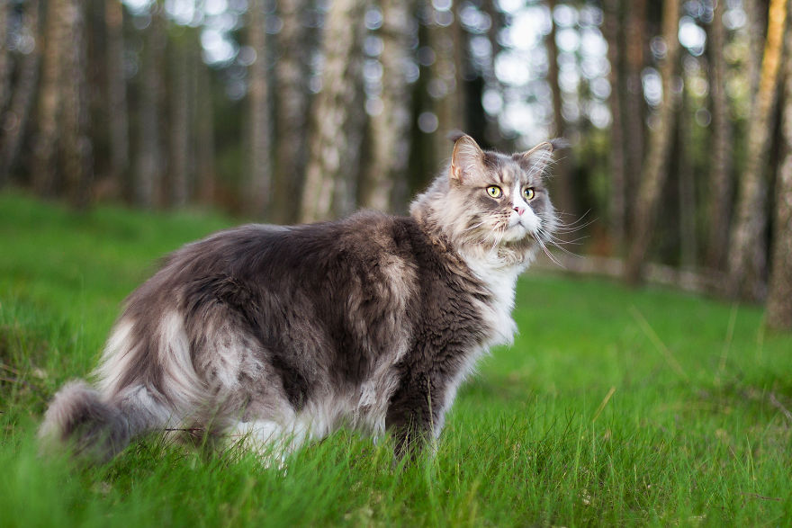 I Capture Beauty And Soul Of My Cats