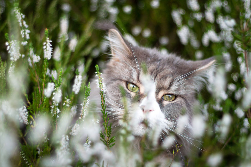 I Capture Beauty And Soul Of My Cats
