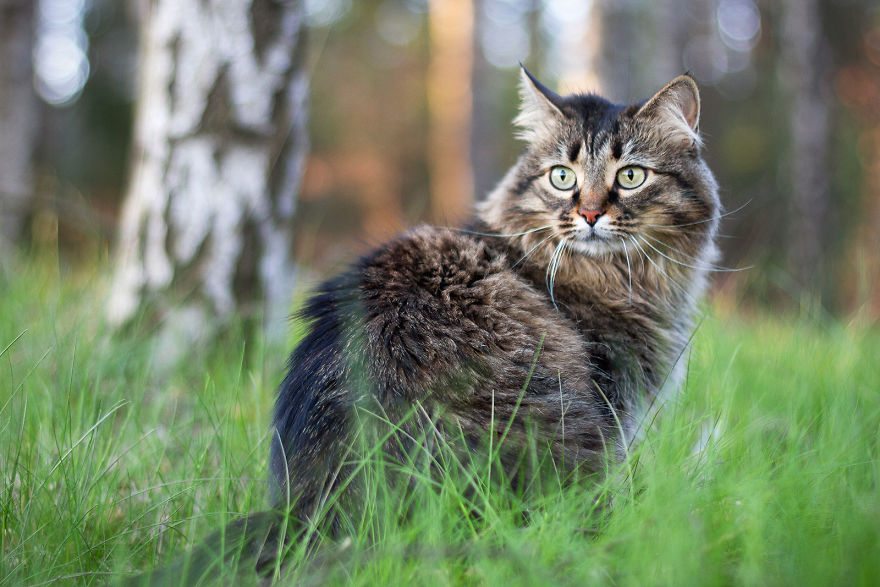 I Capture Beauty And Soul Of My Cats