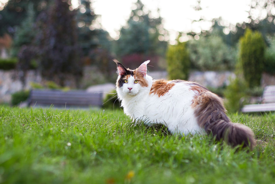 I Capture Beauty And Soul Of My Cats