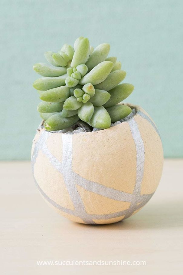 7 Of The Cutest And Most Intriguing Succulent Planters