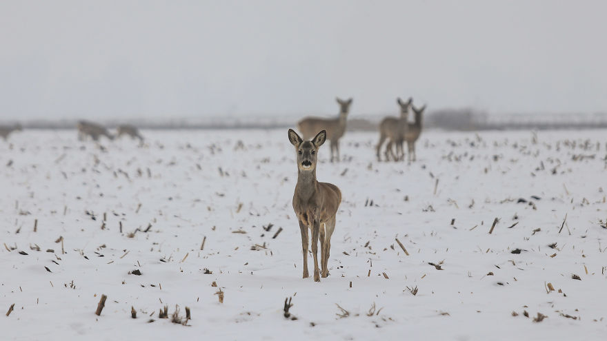 Deer-Credible Story From Snow Field