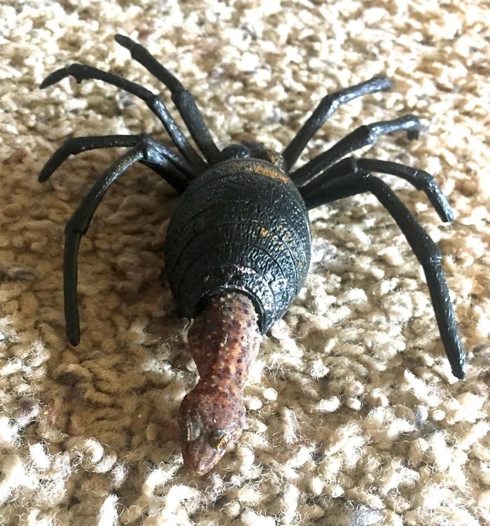 Había un geko escondido dentro de la araña de juguete de mi hijo