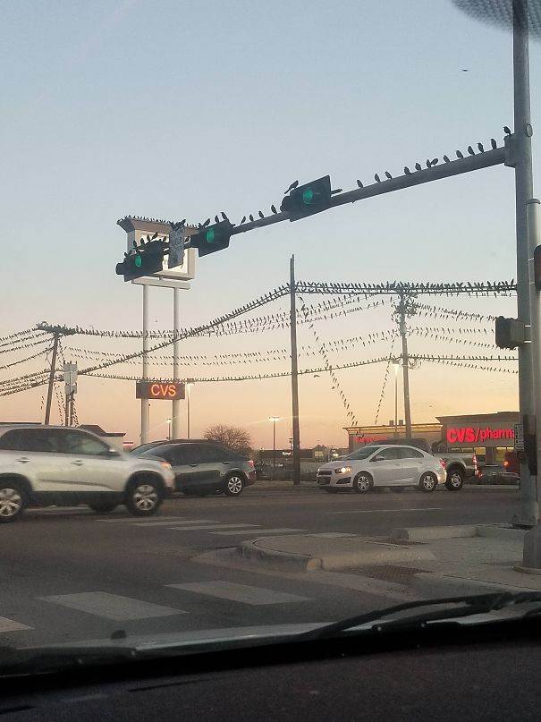 My Town In Central Texas Has A Bird Problem