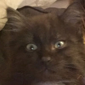 kalleighmcarthur avatar