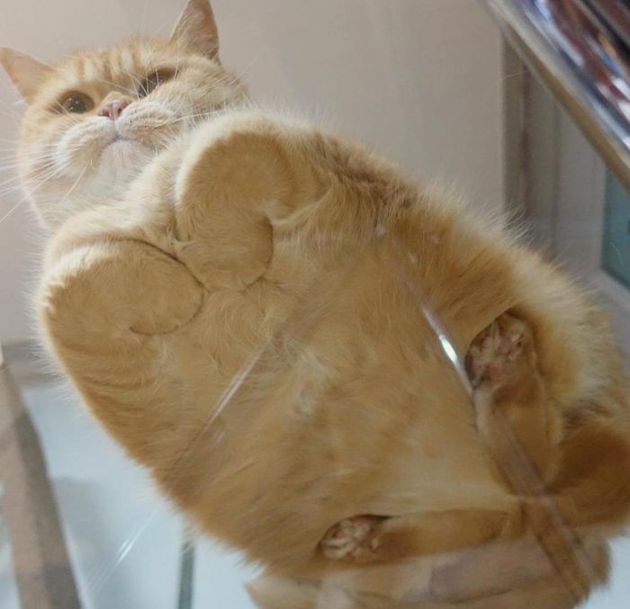 L'anatomie d'un pain de chat