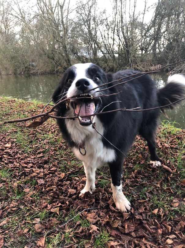 He Really Liked This Stick