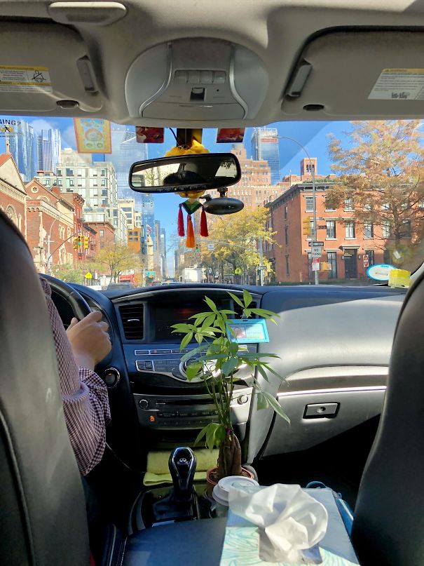 My Uber Driver Has A House Plant In His Car