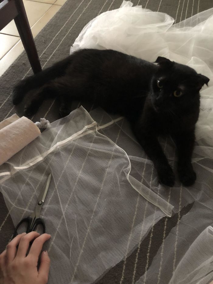 Mi gato apoyándome mientras hago bolsas para la compra con unas cortinas de malla viejas
