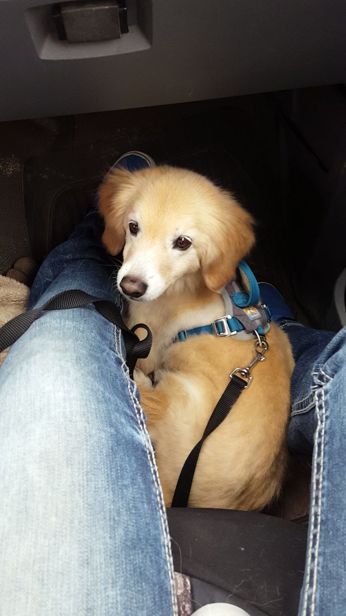 Meet Ozzy. My 9-Year-Old Mutt Who Looks Like A Puppy. (Retriever + Beagle + Terrier + Pomeranian)