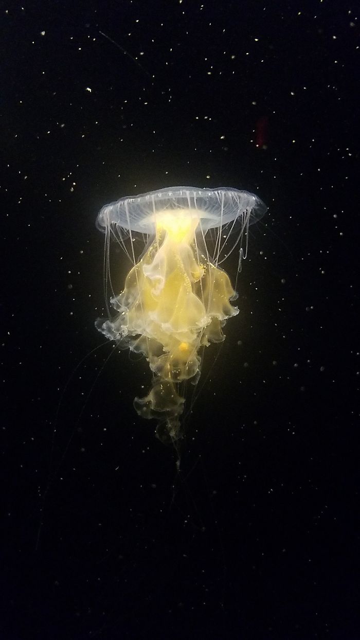 This Jellyfish I Caught A Picture Of, Looking Like It's In Space