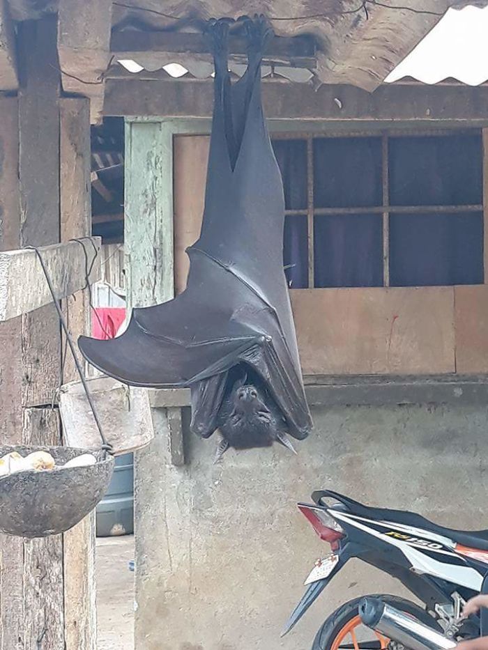 Cuando te encuentras un zorro volador en el jardín (Filipinas)
