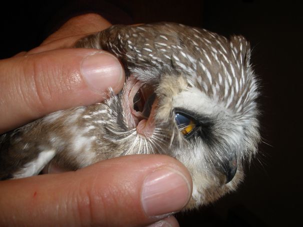 You Can See The Back Of An Owl’s Eye Through Its Ear