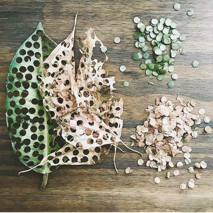 Confetti hecho con hojas caídas