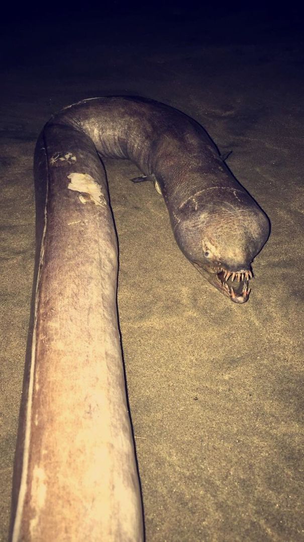 Anguila serpiente de dientes enredados encontrada en la playa de Puerto Vallarta, México