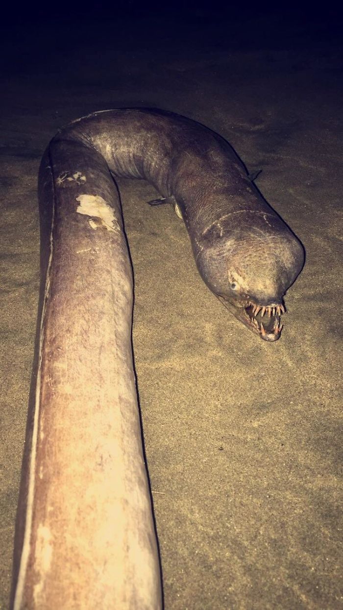 Anguila serpiente encontrada en la playa de Puerto Vallarta, México