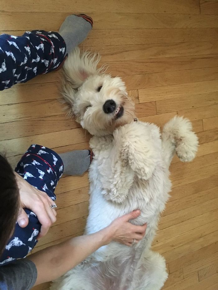 Happy little dog laying on his back on the ground 