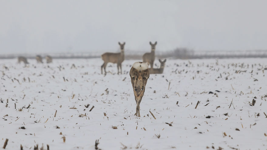 Deer-Credible Story From Snow Field