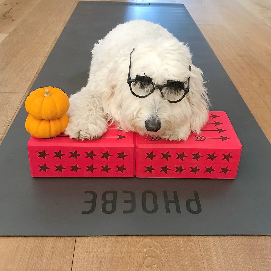 Find Motivation & Yoga Tips On Instagram Through This Pawsitive Pooch Find Motivation & Yoga Tips On Instagram Through This Pawsitive Pooch