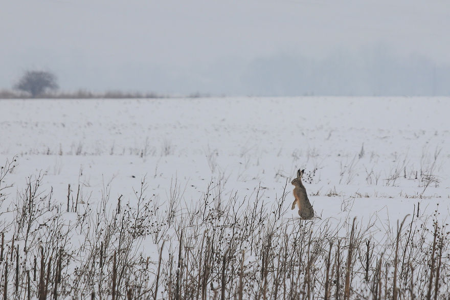 Deer-Credible Story From Snow Field