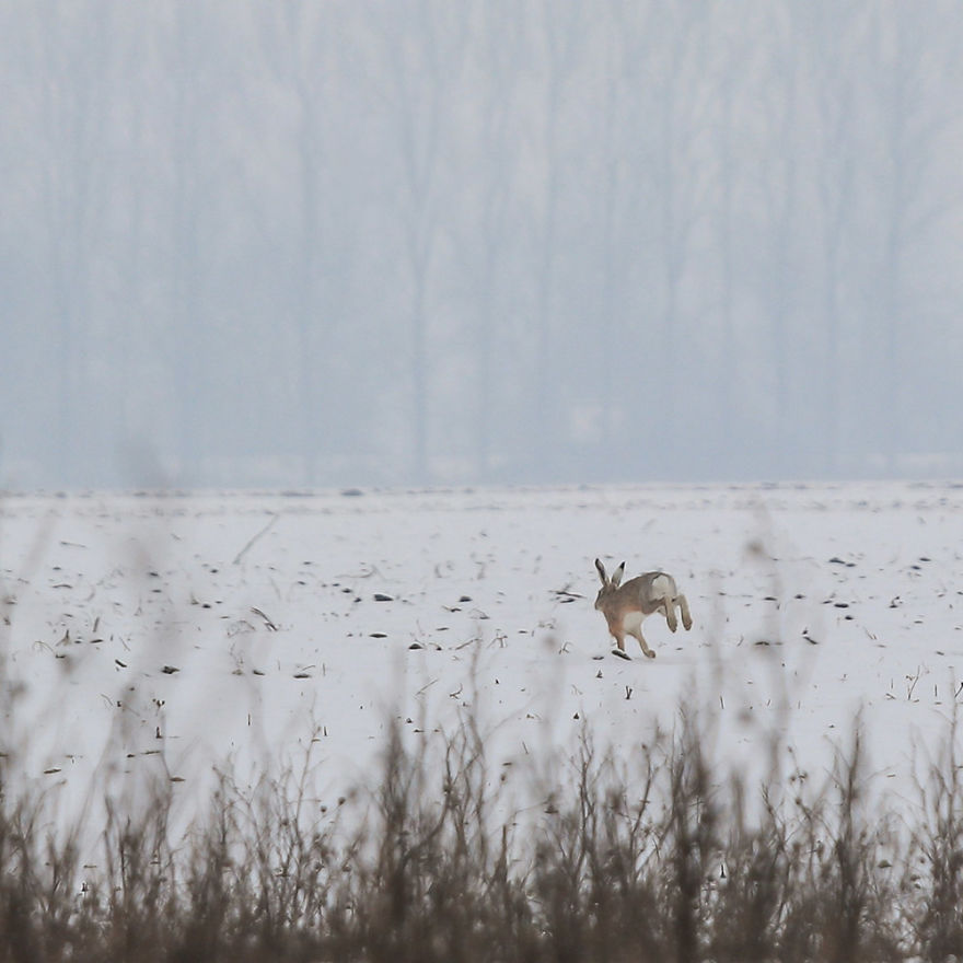 Deer-Credible Story From Snow Field