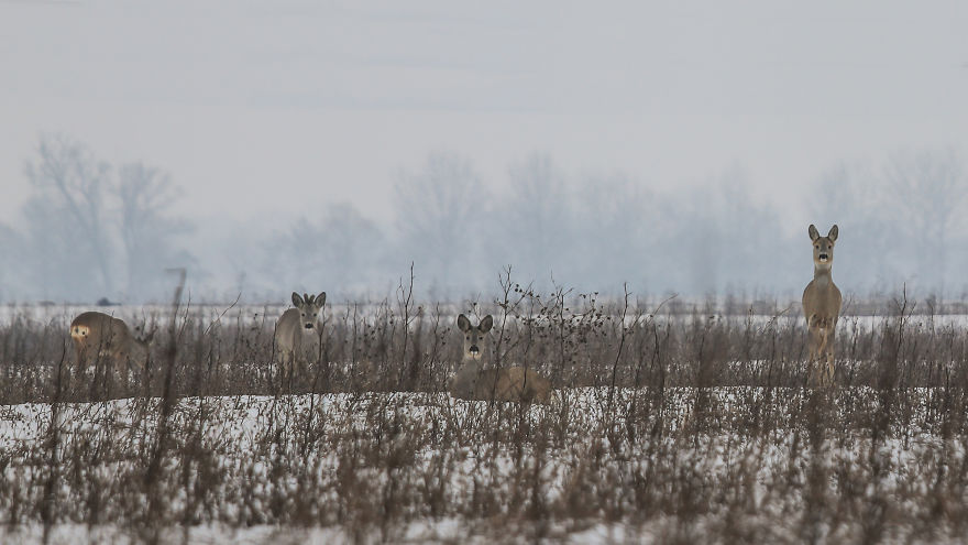 Deer-Credible Story From Snow Field