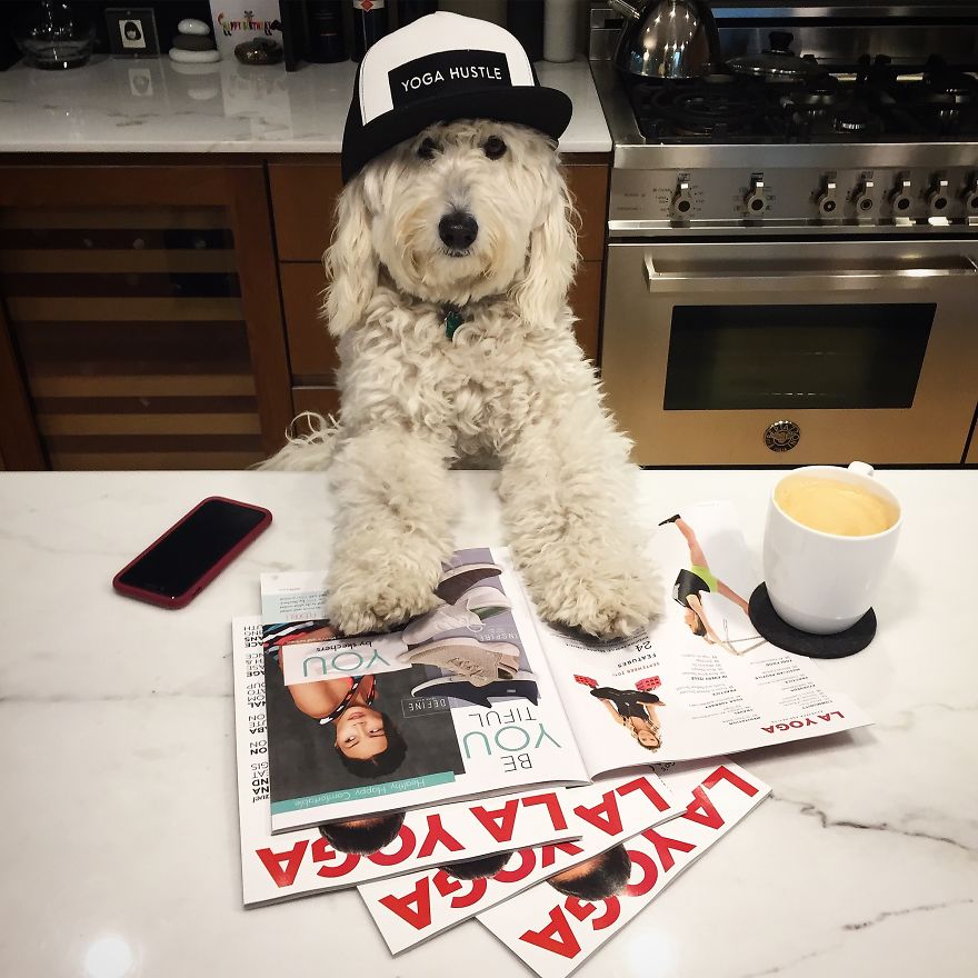 Find Motivation & Yoga Tips On Instagram Through This Pawsitive Pooch Find Motivation & Yoga Tips On Instagram Through This Pawsitive Pooch