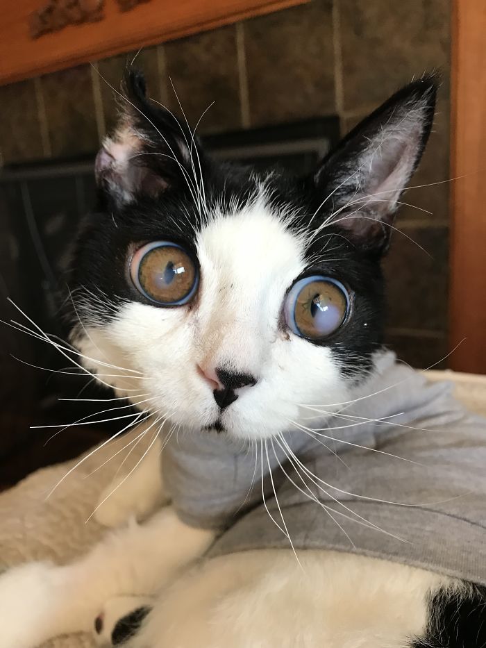 I Adopted A Kitten With Huge 'Glass' Eyes After He Was Found Abandoned On A Porch And He Is Now Our Family Member