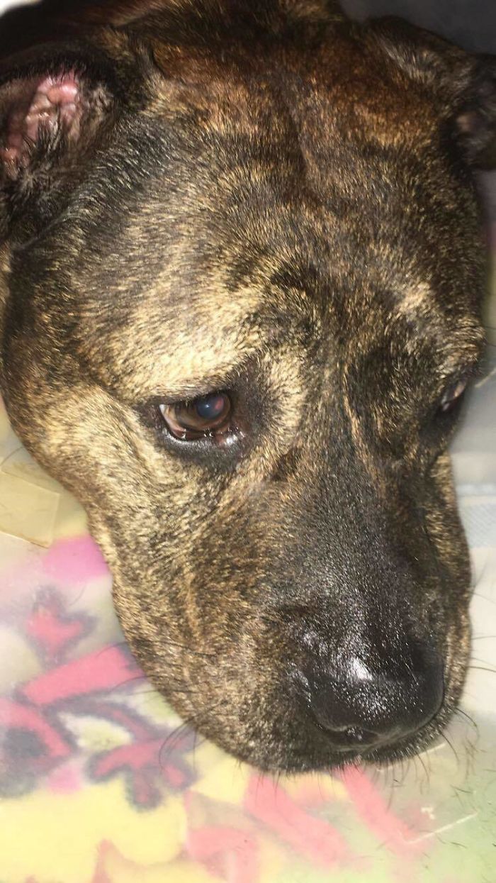 I Watched As Animal Cruelty Killed My Best Friend’s Dog