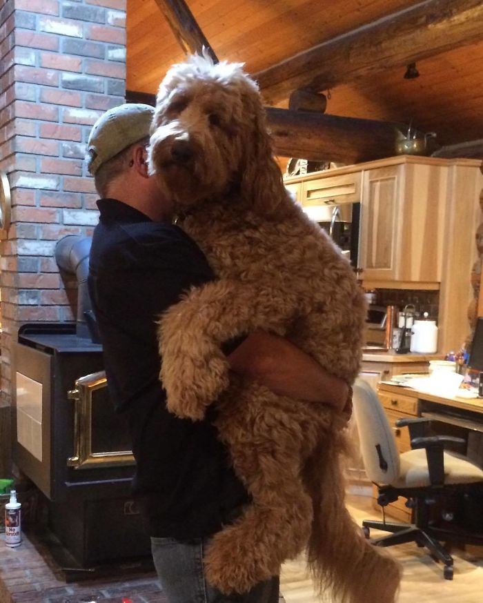 Man holding his big brown dog 