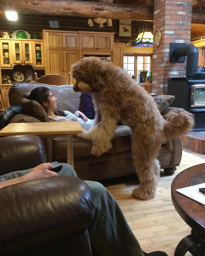 Big fluffy dog looking at his owner 