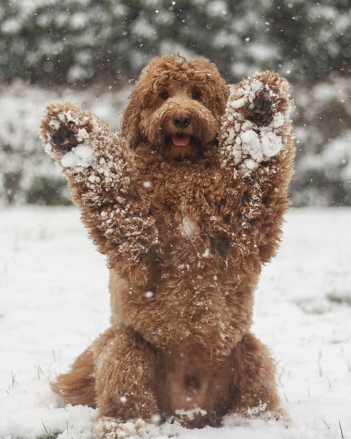 Dog standing happy on two legs in snow 