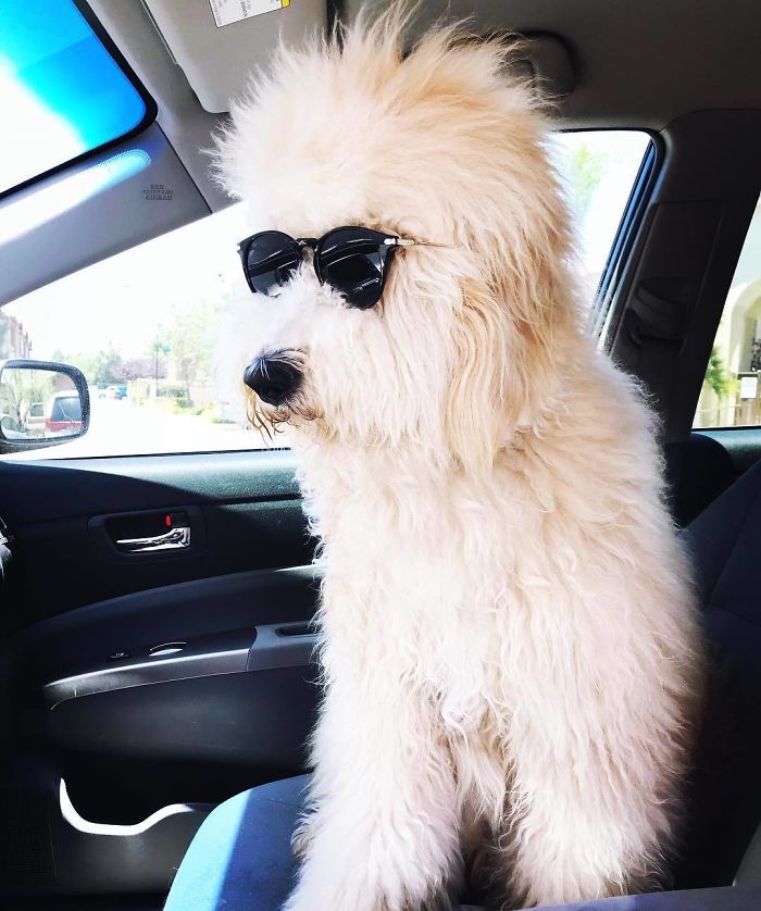 Big fluffy dog with sunglasses in a car 